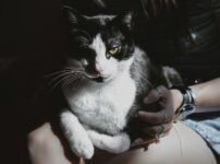 猫の健康管理
