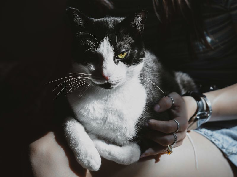 猫の健康管理