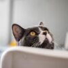 猫の耳が熱い