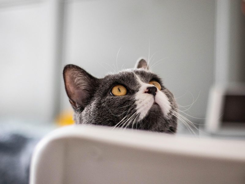 猫の耳が熱い