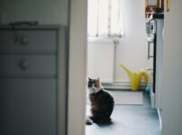 猫の室内飼いレイアウト