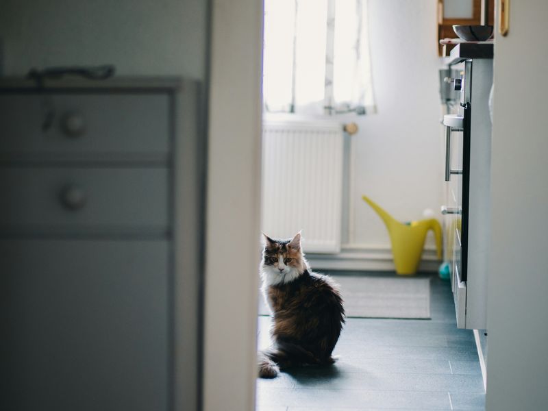 猫の室内飼いレイアウト