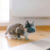 マンチカンの飼い方