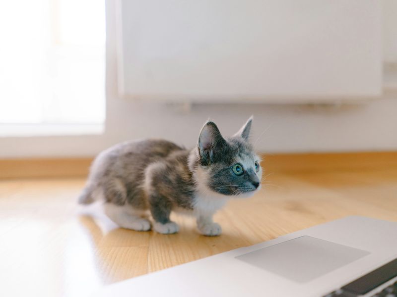マンチカンの飼い方