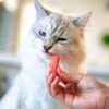 猫が食べてはいけないものランキング