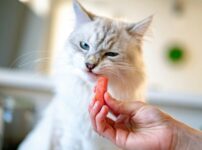 猫が食べてはいけないものランキング