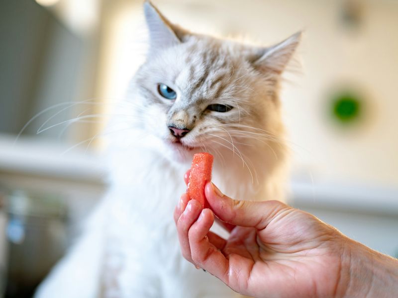 猫が食べてはいけないものランキング