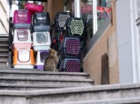 猫のペットショップ