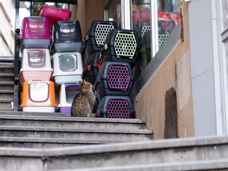 猫のペットショップ