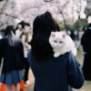 猫のペットシッター
