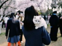 猫のペットシッター