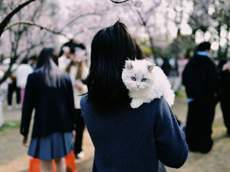 猫のペットシッター