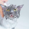 猫のシャンプーのやり方