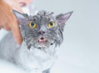 猫のシャンプーのやり方