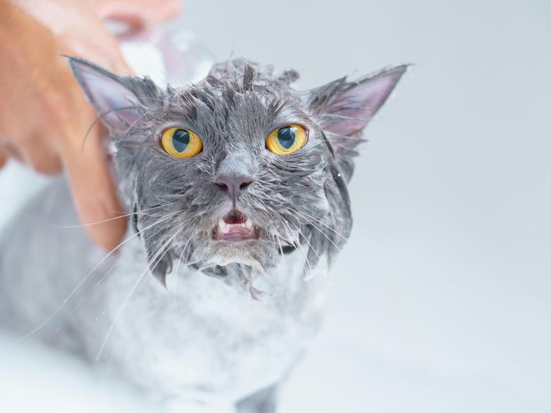 猫のシャンプーのやり方