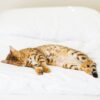 猫の寝方