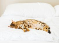 猫の寝方