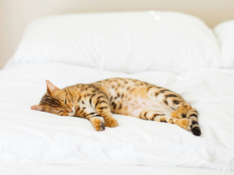 猫の寝方