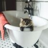 猫の軟便