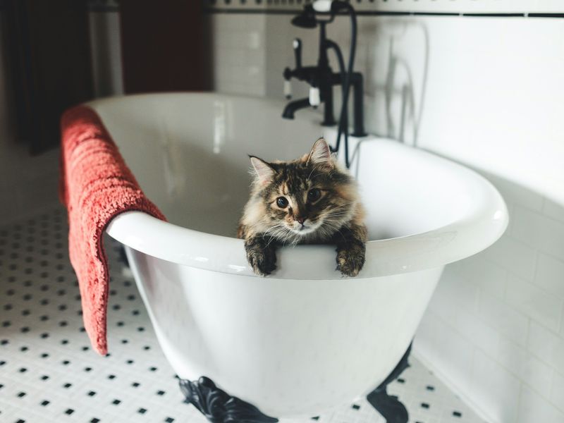 猫の軟便