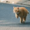 急に走り出す猫