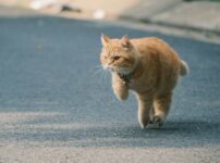 急に走り出す猫