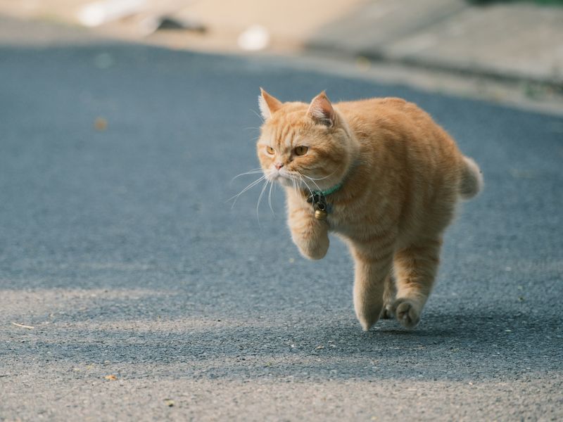 急に走り出す猫