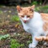 舌をしまい忘れる猫
