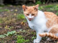 舌をしまい忘れる猫