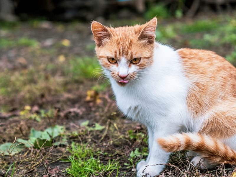 舌をしまい忘れる猫