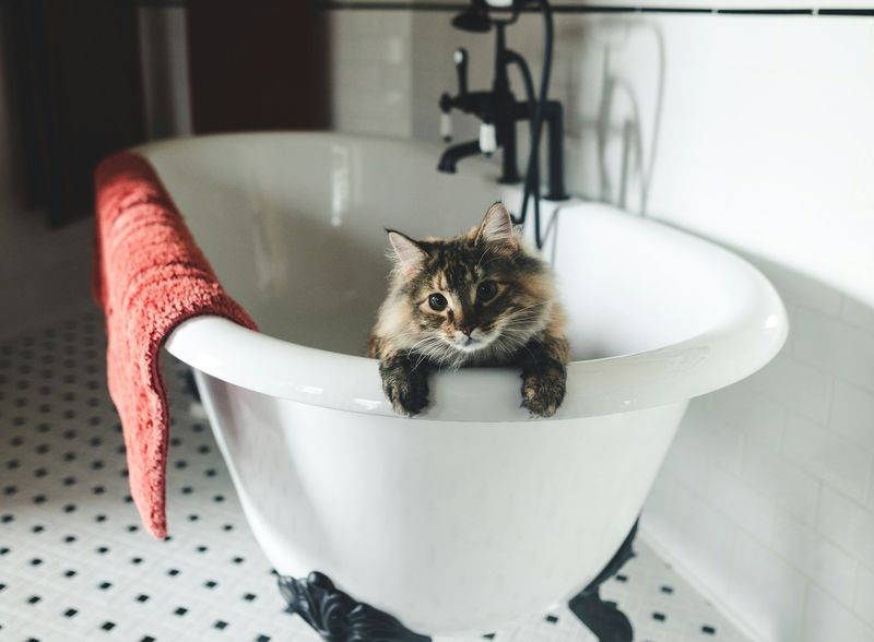 猫のお風呂