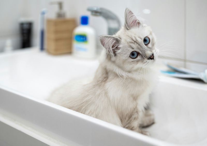 猫のお風呂