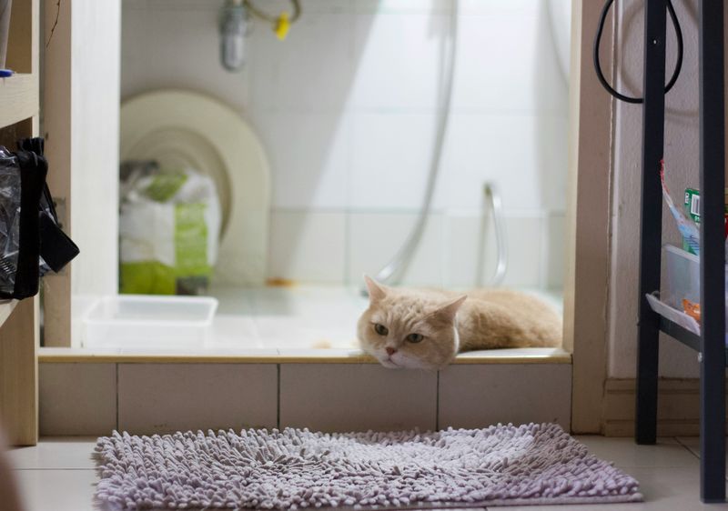 猫のお風呂