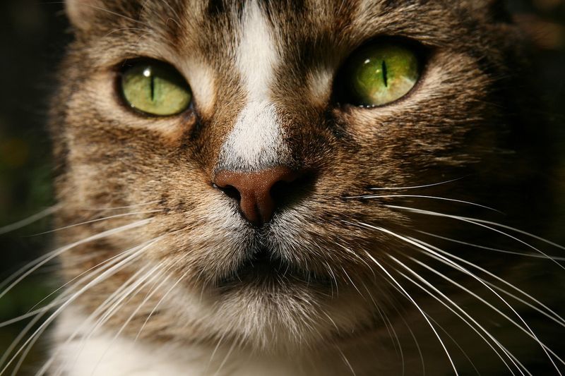 猫のひげ