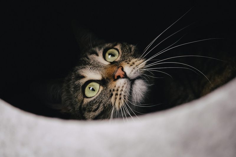 猫のひげ