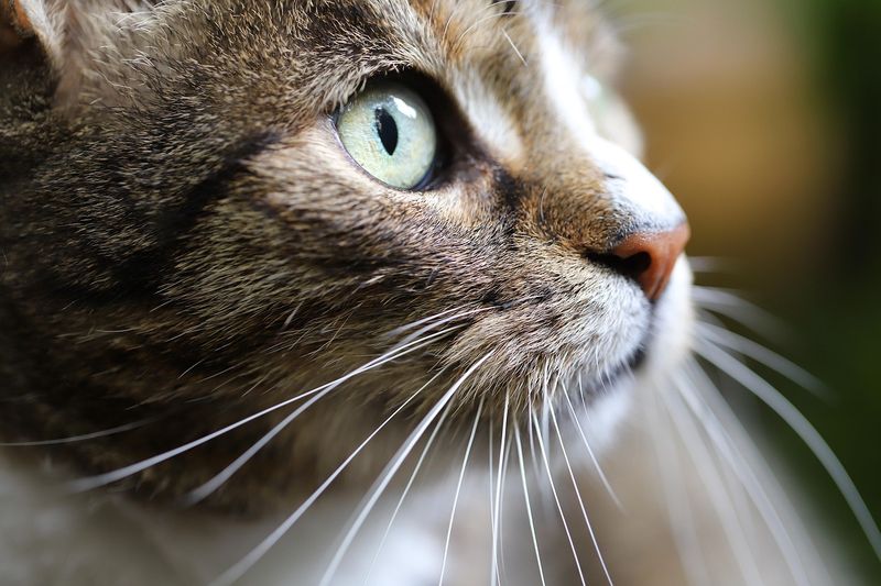 猫のひげ