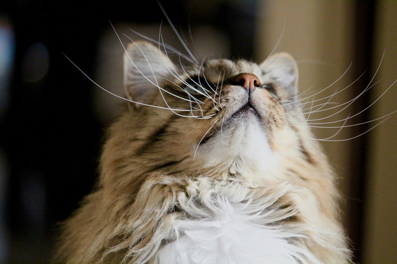 猫のひげ