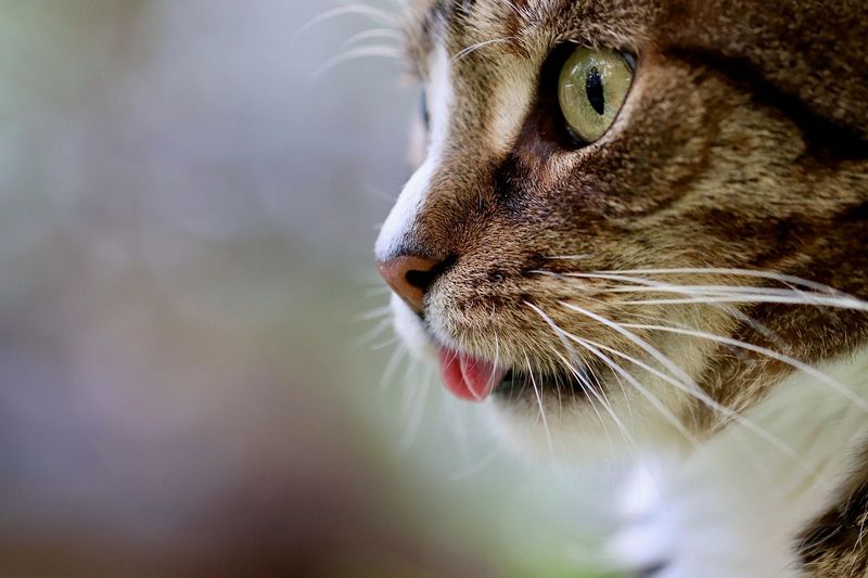 猫の舌