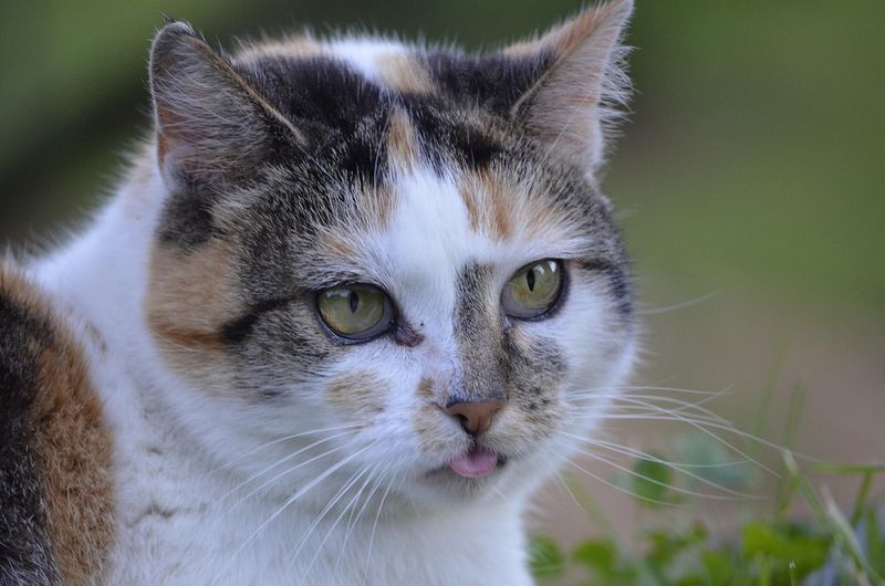 猫の舌