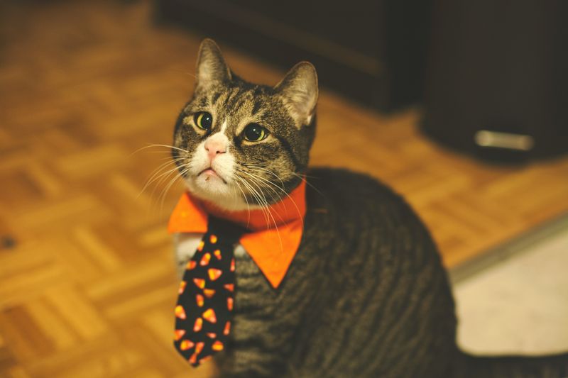 服を着ている猫