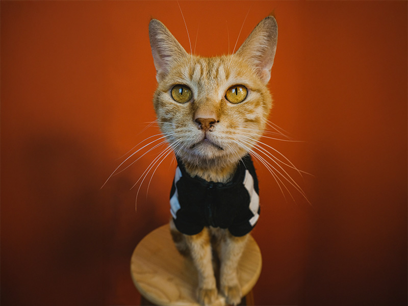 服を着ている猫