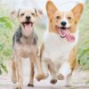 犬の年齢
