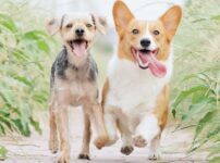 犬の年齢