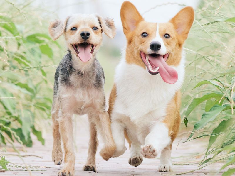 犬の年齢