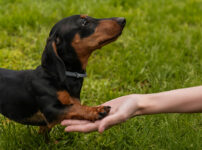犬のお手