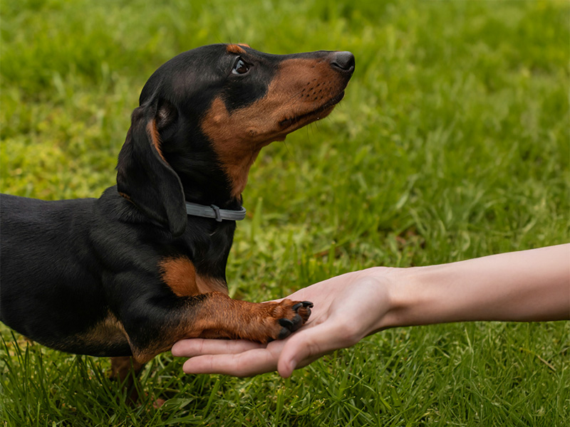 犬のお手