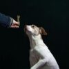 犬の待て