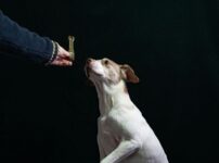 犬の待て