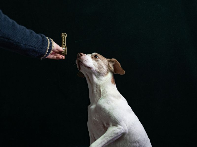 犬の待て