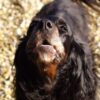 犬の要求吠え